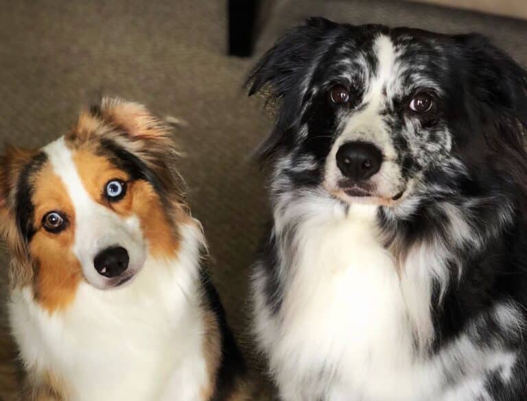 cropped-pups-768x585